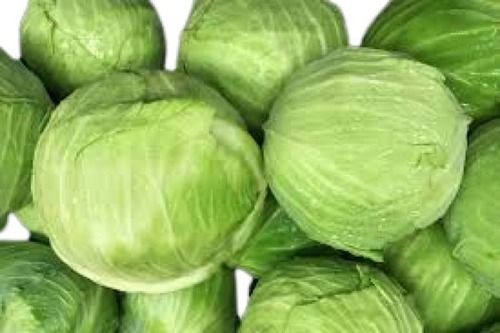 Farm Fresh Naturally Grown Round Shaped Green Cabbage