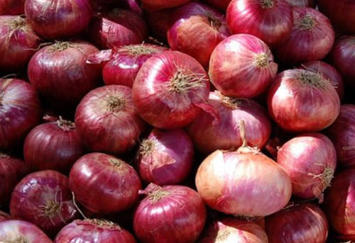  Round A Grade Whole Raw Pure And Fresh Red Onion