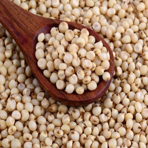 Indian Originated High In Nutrients Gluten Free A-Grade Sorghum For Healthy Diet 