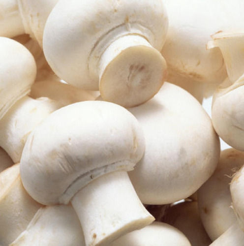 A Grade Raw And Whole Commonly Cultivated Fresh Mushroom 