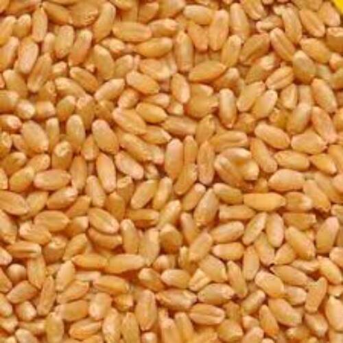 Brown High In Protein Nutrients And Healthy Vitamins Minerals Wheat Grains 