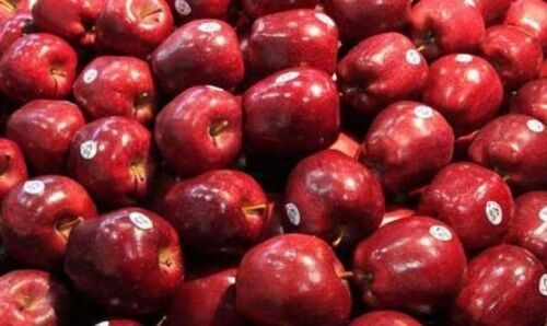 Round Premium Quality Red Colour And Luscious Crisp Flesh Grade Kashmiri Apple