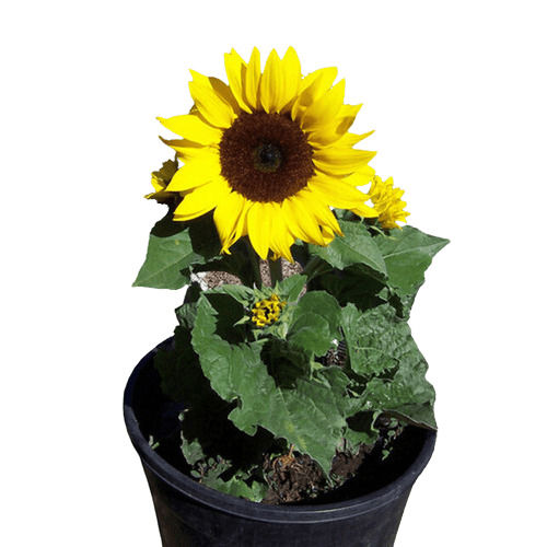  Easy To Grown And Beauty To Your Garden Bright Yellow Sunflower Plant