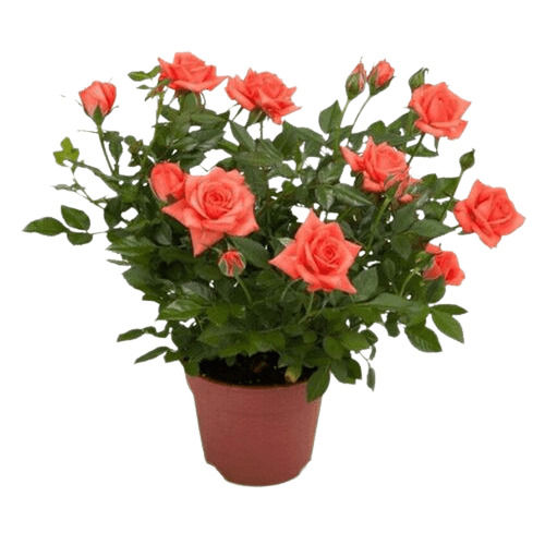 Easy To Grow Spring Summer Bloom Orange Rose Flower Plant
