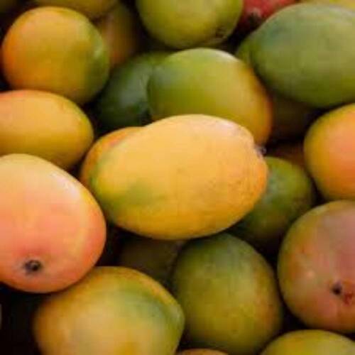 Organic Badami Alphonso Fresh Mangoes 