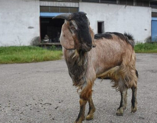 Brown Pure Himal Sangar Breed Goat For Milk, Meat And Farming