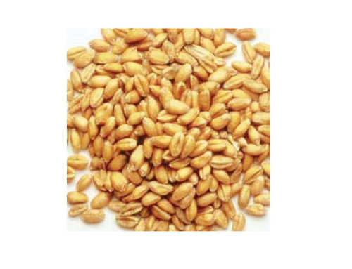 1 Kilogram Brown Color 15 Percent Moisture Pure And Fresh Organic Wheat Seeds 