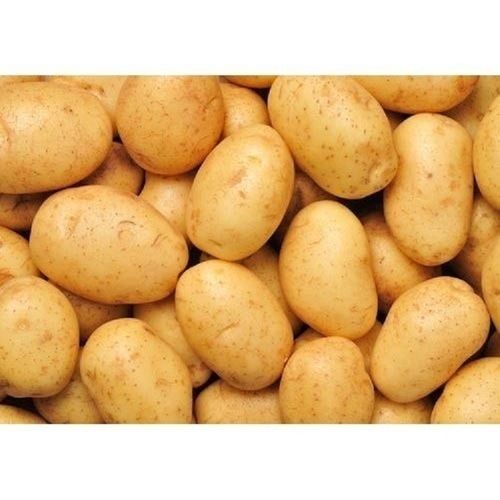 Farm Fresh Healthy Naturally Grown Oval Shape Brown Fresh Potato