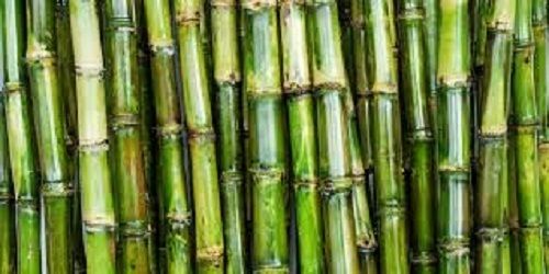 Pesticides Free Healthy And Fresh No Artificial Flavor Long Sugarcane For Sugar And Juice