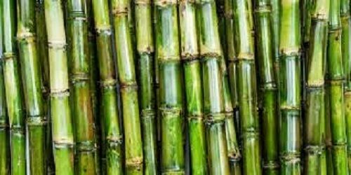 Green Pesticides Free Healthy And Fresh No Artificial Flavor Long Sugarcane For Sugar And Juice