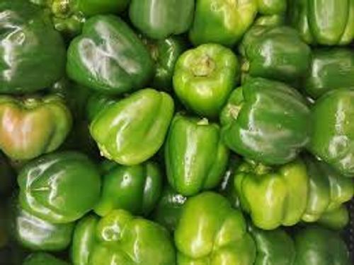 Direct From Farms Healthy Spicy Flavor Nutritional Vegetables Green Capsicum