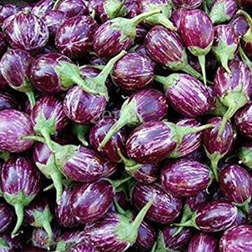 Pure Quality Natural Nutrient Enriched Fresh Round,Oval Raw Purple Brinjal 