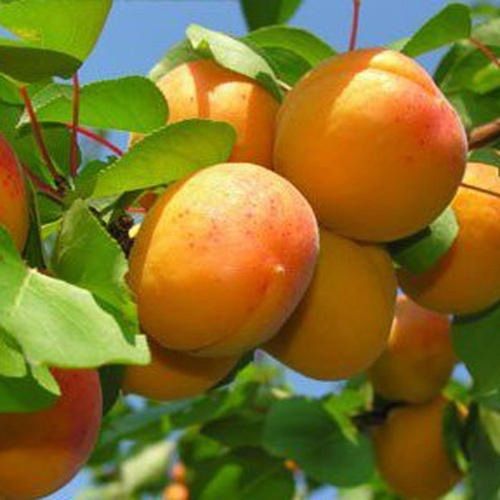 Common 100% Pure Yellow Round Shape Good For Health Pesticide Free Rich Taste Rich In Vitamins Fresh Apricots Fruits