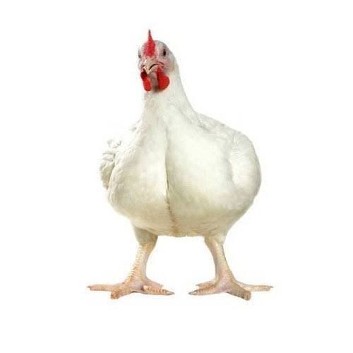 White High Protein And Fresh Natural Broiler Chicken