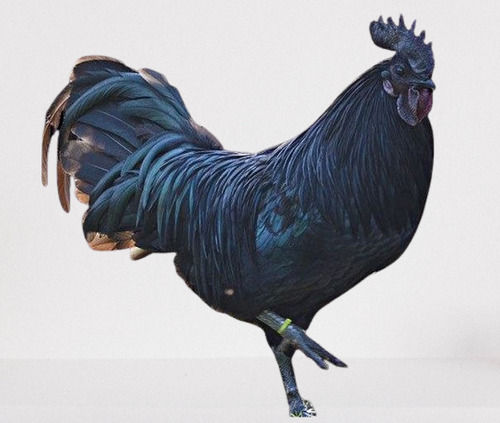 5 Kilogram 3 Month Old Poultry Farm Jet Black Live Chicken