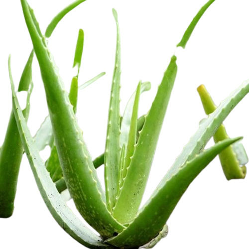 Natural Easy To Grow Environment Friendly And Fresh Aloe Vera Plant