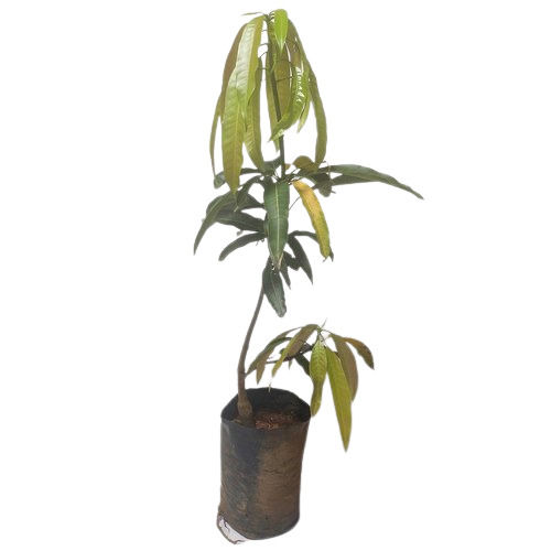 Green 20 Inch Length Branching With A Thick Trunk And Broad Rounded Canopy Mango Plant