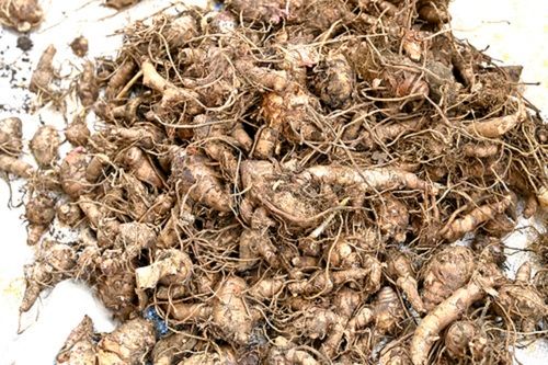 100% Natural Pure Curcuma Caesia Roxb Black Turmeric (Kali Haldi)