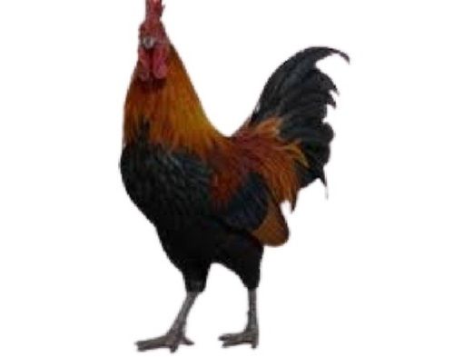 Brown And Black Live Country Chicken