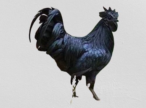 Black 5 Kilogram 8 Months Kadaknath Male Live Chicken