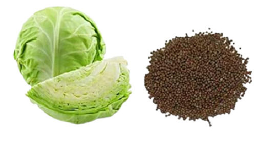 Commonly Cultivated Hybrid Agricultural Cabbage Vegetable Seeds