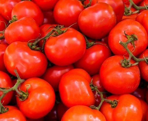 Pure And Natural Commonly Cultivated Raw Fresh Tomato