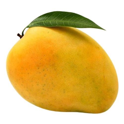 Yellow Naturally Grown Common Cultivated Oval Shape Fresh Mango