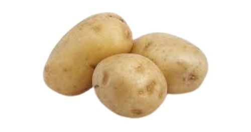 Oval Shape Farm Fresh Natural Healthy Raw Potato
