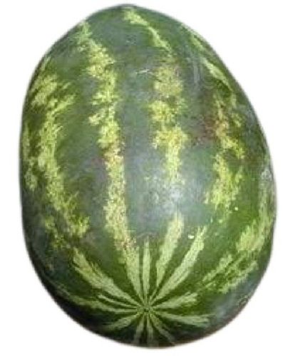 Common Farm Fresh Medium Size Indian Origin Green Color Watermelon Fruit