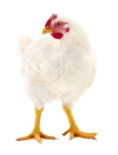 1 Kg Protein Rich White Broiler Live Chicken 
