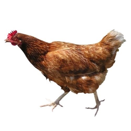 Naturally Grown High Protein Live Country Female Chicken