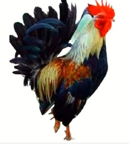 1 Year Old Poultry Farming Serama Live Male Chicken With 2.5 Kilogram Weight