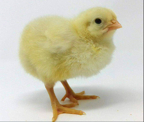 Yellow 8 Days Old Poultry Farming Broiler Chicks