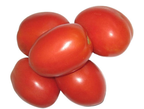 Fresh And Natural Healthy Pure Phenolic Compounds Raw Oval Red Tomato