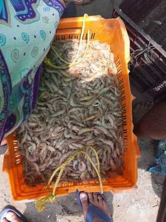 Wholesale Price Fresh Crabs Seafood