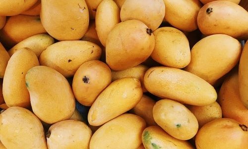 Common Natural Healthy Rich In Magnesium Vitamins Fresh Yellow Sweet Juicy Mango