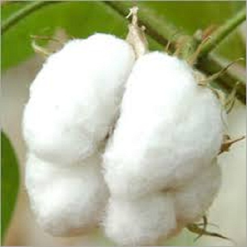 Non Allergenic Super Soft Eco Friendly Raw Cotton Fiber at Best Price