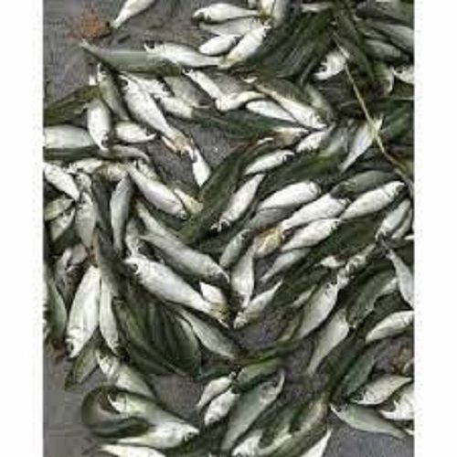 Great Source Of Minerals, Magnesium And Potassium Healthy Tasty Freshwater Fish For Eating