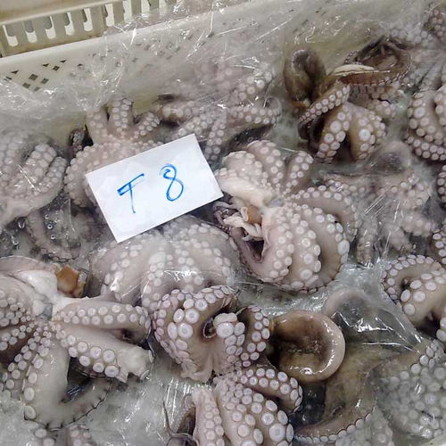 High Grade Frozen Baby Octopus