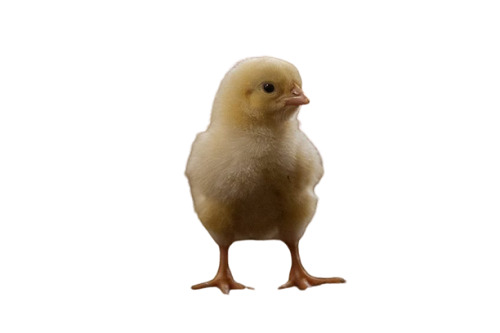 Yellow And White 25 Gram 1 Week Old Aged Broiler Breed Poultry Farm Unisex Chick