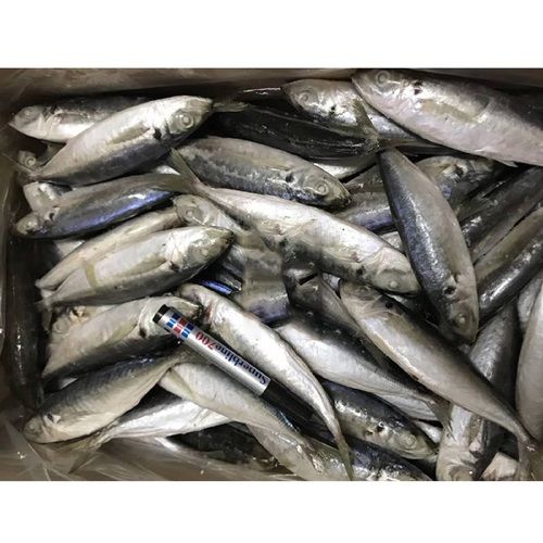 High Quality BQF Frozen Pacific Mackerel Fish