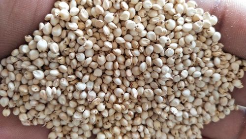A Grade And Indian Origin Jowar Seed With High Nutritious Value