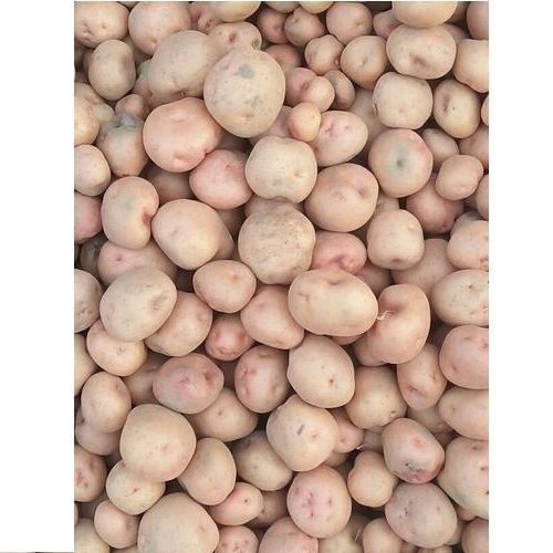 A Grade Indian Origin Commonly Cultivated 99.9% Pure Fresh Potato