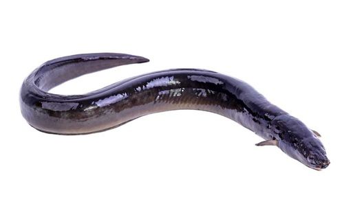 Piece Healthy Omega-3 Good Source Of Vitamins And Minerals Black Eel Fish