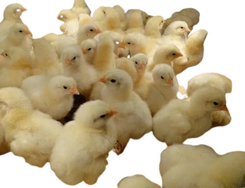 Unisex Lightweight Cobb 430 Broiler Chicks For Commercial Usage