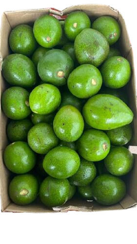 Export Quality 100% Farm Fresh Indian A1 Green Avocado Fruit