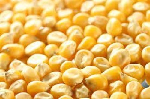 Commonly Cultivated Medium Sized Fiber Rich 100% Pure Dried Yellow Maize