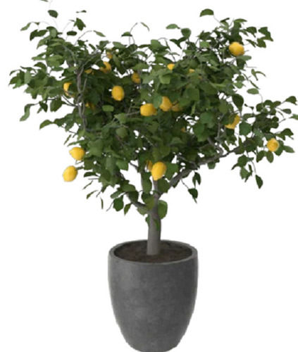Indoor Lemon Tree Plant, Easy To Care And Fast Growing
