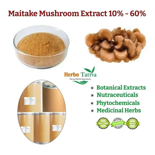 10%-60% Maitake Mushroom Herbal Extract - Product Type: Botanical Product