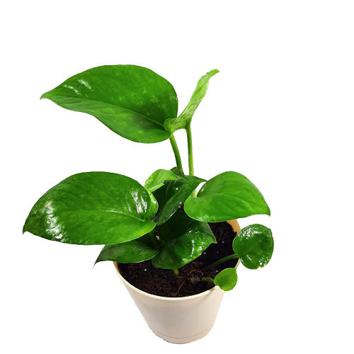 10 Mm Tall Well Watered Green Leaves Musa Acuminata Breed Money Plant  Shelf Life: 1 Years